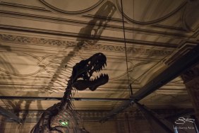 Dinosaur, Natural History Museum 12/22/2015