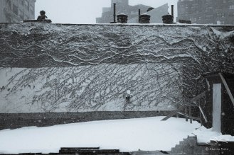 From our Window, NYC 1/23/2016