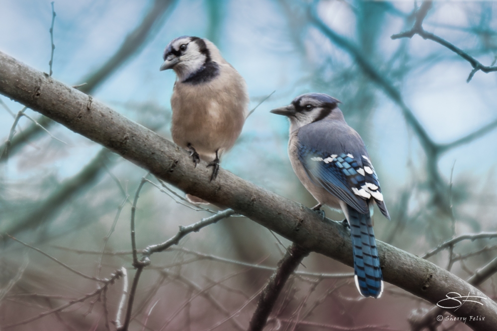 Two Blue Jays on Central Park February 25, 2016
