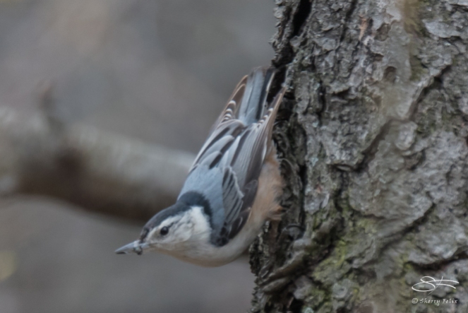 1 White-breasted Nuthatch, Central Park 3/23/2016