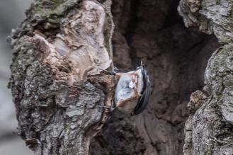 2 White-breasted Nuthatch, Central Park 3/23/2016