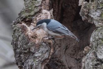 3 White-breasted Nuthatch, Central Park 3/23/2016