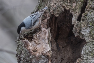 4 White-breasted Nuthatch, Central Park 3/23/2016