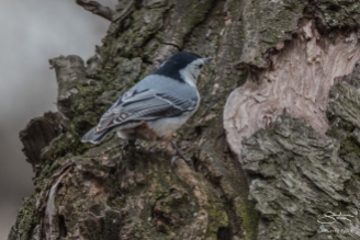 5 White-breasted Nuthatch, Central Park 3/23/2016