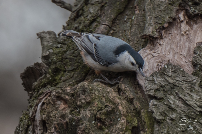 6 White-breasted Nuthatch, Central Park 3/23/2016