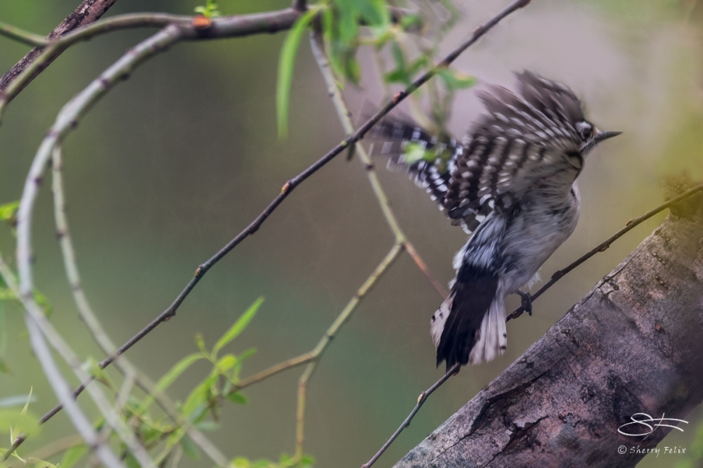 Downy Woodpecker, Central Park 4/22/2016