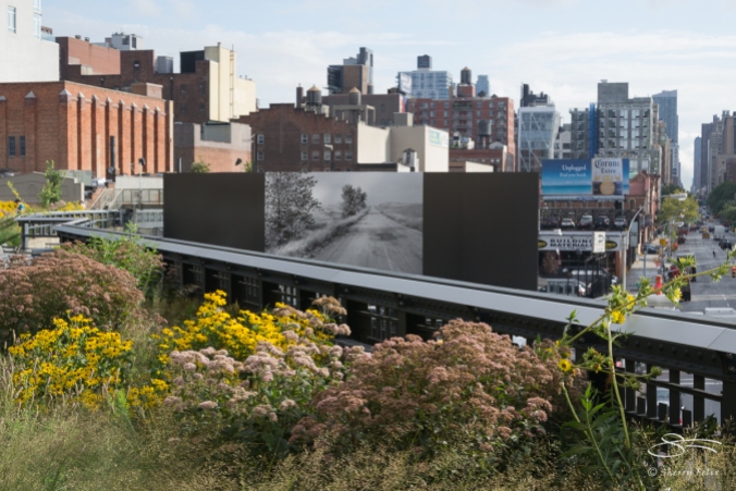 2011-08-04 High Line 10