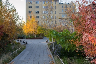 2011-11-11 High Line