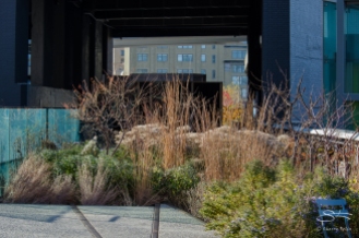 2011-11-22 High Line 17