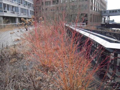 2012-12-30 High Line 21