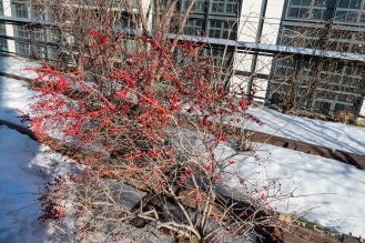 2015-03-09 High Line 20