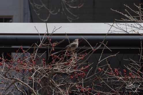 20150416 High Line - Mockingbird