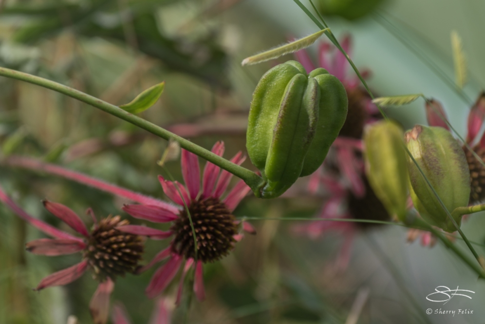 2015-09-21 High Line - Seed Pods