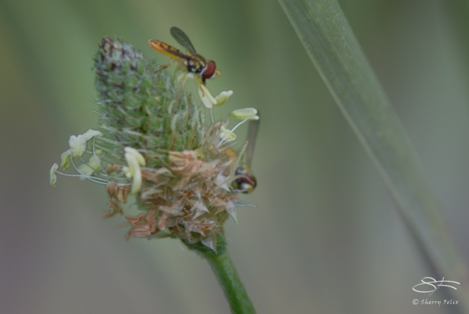 Flower Fly (Allograpta obliqua), Ward Pond Ridge 7/20/2014