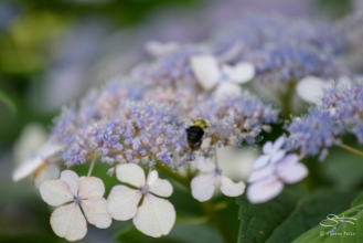 Common Carpenter Bee (Xylocopa virginica virginica), Central Park 6/26/2015