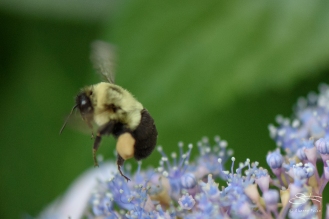 Common Carpenter Bee, Central Park 6/26/2015