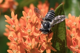 Flower Fly (Allograpta obliqua), Central Park 6/26/2015
