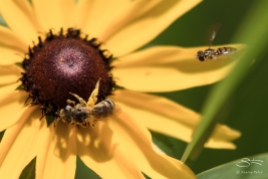 Flower Flies on Black-eyed Susan, Central Park 6/26/15
