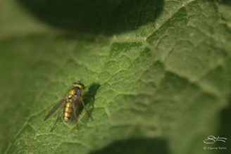 Small Flourescent Green Fly (Clondylostylus), Central Park 6/24/2016