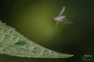 Small Flourescent Green Fly (Clondylostylus), Central Park 6/24/2016