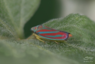 Red-banded Leafhopper (Graphocephala coccinea), Central Park, 6/24/2016