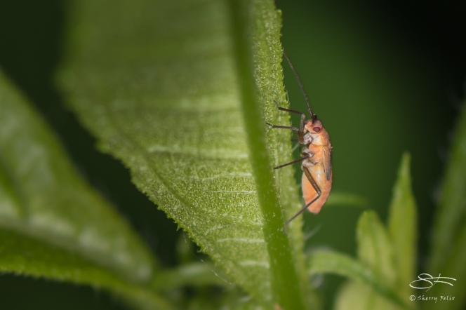 Leaf and Plant Bug (Miridae), Cenntral Park 6/24/2016