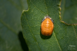 Ladybug (Coccinellidae) metemorphose, Central Park 6/24/2016