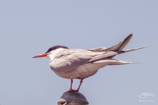 Common Tern (Sterna hirundo), Governors Island 7/14/2014