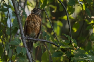 Young American Robin, Battery Park 7/23/2016