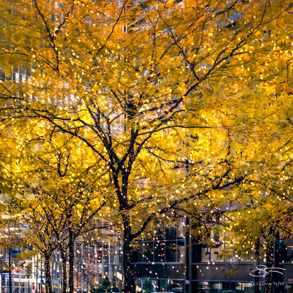 Tree Lights, Liberty Plaza NYC 11/17/2016