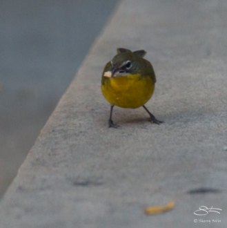 Yellow-breasted Chat, Trinity Church 11/19/2016