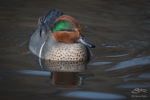 Green-winged Teal, Central Park 12/31/2016