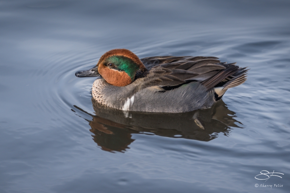 Green-winged Teal, Central Park 12/31/2016