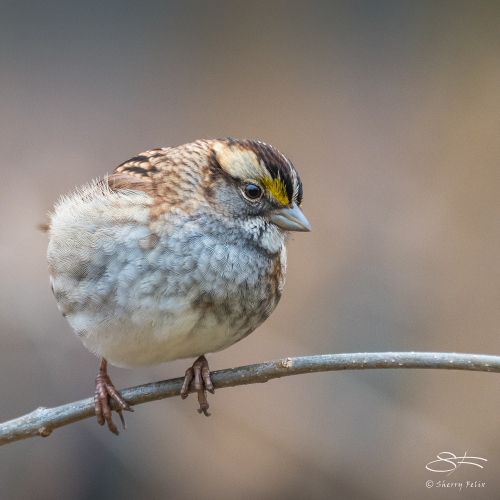 White-throated Sparrow, Central Park 1/22/2017