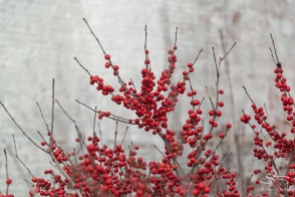 Red berries, High Line 2/19/2017