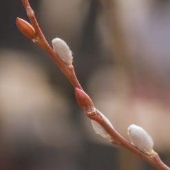 Pussy Willow, High Line 2/19/2017