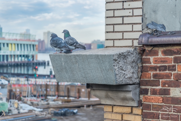 Rock Pigeons, High Line 2/19/2017