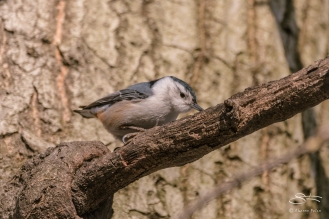 White-breasted Nuthatch Central Park 2/16/2017