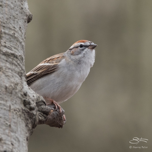 Chipping Sparrow, Central Park 3/29/2017