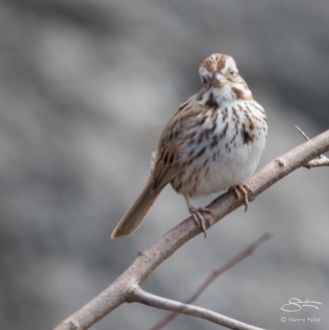 Song Sparrow, Central Park 3/29/2017
