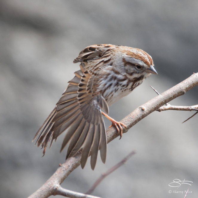 Song Sparrow, Central Park 3/29/2017