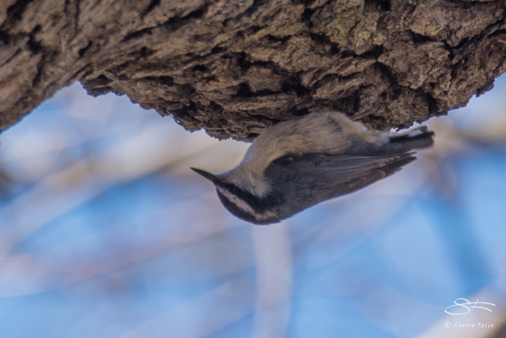Red-breasted Nuthatch, Central Park 3/29/2017