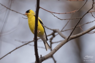 American Goldfinch, Central Park 4/11/2017