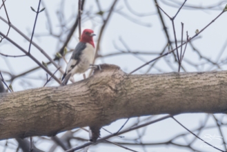 Red-headed Woodpecker, Cnetral Park 4/12/2017