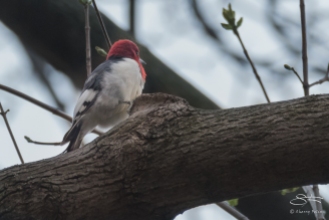 Red-headed Woodpecker, Cnetral Park 4/12/2017