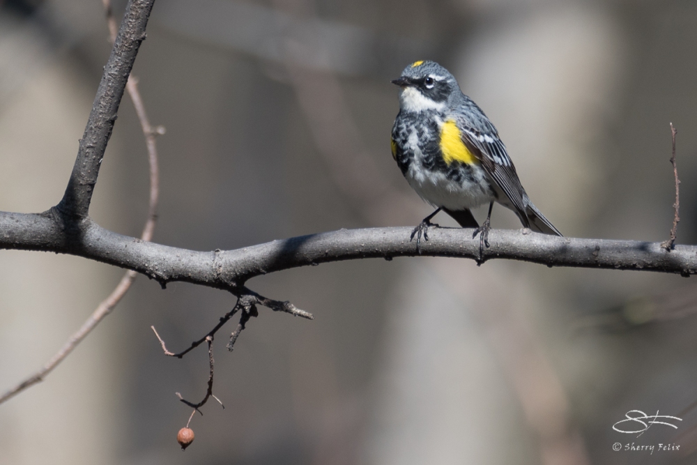 Yellow-rumped Warbler, Central Park 4/18/2017