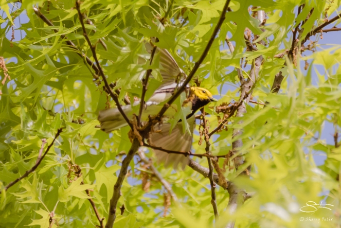 Black-throated Green Warbler, Central Park 5/9/2017