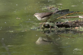 Northern Waterthrush, Central Park 5/9/2017