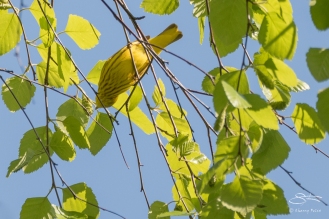 Yellow Warbler, Central Park 5/10/2017