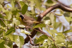 Common Yellowthroat, Central Park 5/10/2017